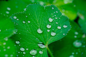 Green Leaf With Water Droplets