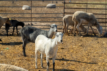 Goats and sheeps on a farm.