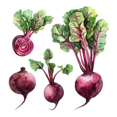 Watercolor vector of beetroot collection , isolated on a white background, design art, drawing clipart, Illustration painting, Graphic logo, beetroot vector 