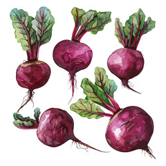 Watercolor Vector painting of set beetroot, isolated on a white background, beetroot vector, beetroot clipart, beetroot art, beetroot painting, beetroot Graphic, drawing clipart.
