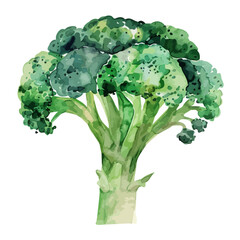 Watercolor painting of a broccoli, isolated on a white background, broccoli vector, drawing clipart, Illustration Vector, Graphic Painting, design art, logo