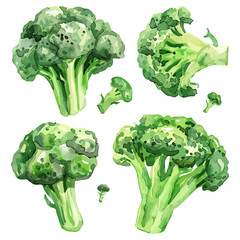 Watercolor drawing clipart of a broccoli, isolated on a white background, Illustration painting, broccoli vector, drawing, design art, clipart image, Graphic logo