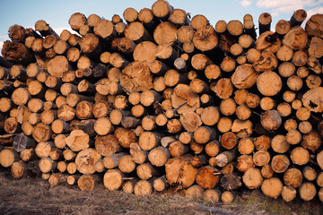 a bunch of logs 