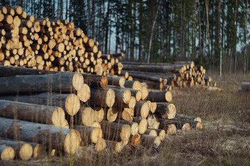a bunch of logs 