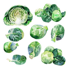 Watercolor vector of a brussels sprouts collection, isolated on a white background, design art, drawing clipart, Illustration painting, Graphic logo, brussels sprouts vector 