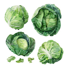 Watercolor painting of cabbage, isolated on a white background, cabbage vector, drawing clipart, Illustration Vector, Graphic Painting, design art, logo
