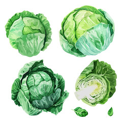 Watercolor Vector painting of cabbage collection , isolated on a white background, cabbage vector, cabbage clipart, cabbage art, cabbage painting, cabbage Graphic, drawing clipart.
