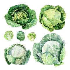 Watercolor painting vector of set cabbage, isolated on a white background, cabbage vector, clipart Illustration, Graphic logo, drawing design art, clipart image