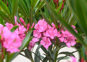 Background with oleander flower buds. Tropical plant. Floral background. 1
