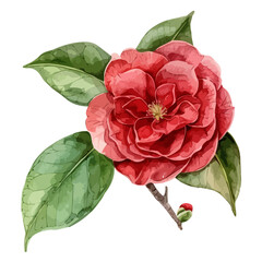 Watercolor Illustration painting of a camellia, isolated on a white background, camellia clipart, camellia vector, camellia painting, camellia art, drawing clipart, camellia Graphic.