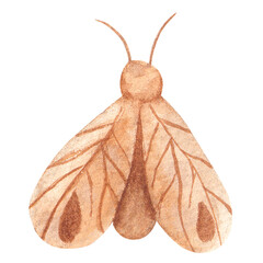 Hand drawn watercolor moth. Cute insect isolated on white background