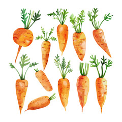 Watercolor Vector painting of carrot collection , isolated on a white background, carrot vector, carrot clipart, carrot art, carrot painting, carrot Graphic, drawing clipart.