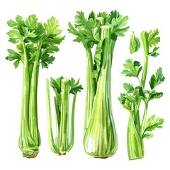 Watercolor clipart vector of celery, isolated on a white background, celery vector, Illustration painting, Graphic logo, drawing design art.