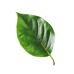 Obraz premium isolated green tree leaf