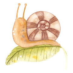 Hand drawn watercolor snail on leaf. Cute cartoon character for print, card, kids textile
