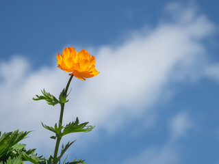 Low angle of vivid orange wild Globe flower with blue sky background