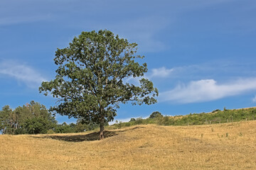 Oak tree in a field with dry yellow grass on a sunny summer day in Ardennes, Luxembourg, Wallonia Belgium 