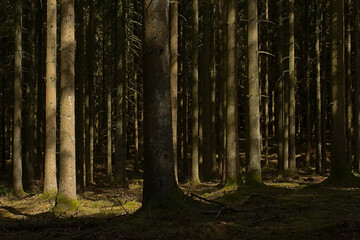 Obraz premium . Sunny pine forest in Ardennes near Saint Hubert, Wallonia, Belgium 