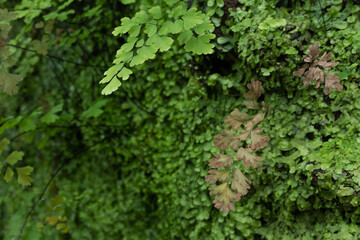 Green leaves texture and abstract background, nature concept, copy space