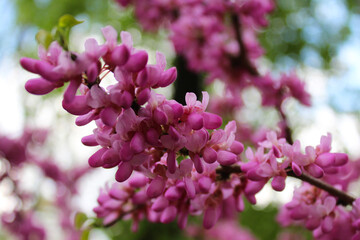 pink spring flowers on blurred natural background