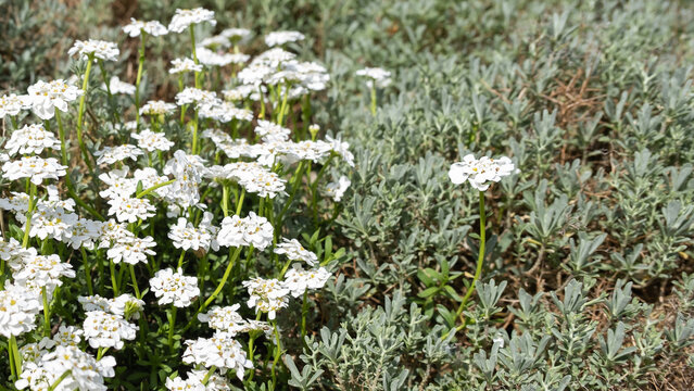 Alpine garden perennial plant of Iberis sempervirens, the evergreen candytuft or perennial candytuft