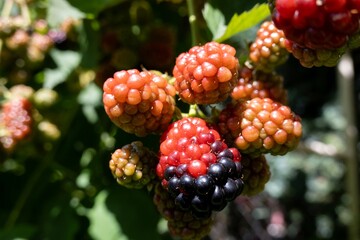 Unripe blackberry (Rubus fruticosus) fruit on bush