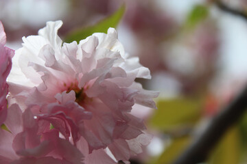 pink sakura flowers close-up on blurred natural background