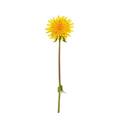 A stunning yellow dandelion a vibrant and colorful spring flower stands out beautifully against a transparent background