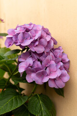 Garden Hydrangea tiffany purple - large purple flowers, close-up