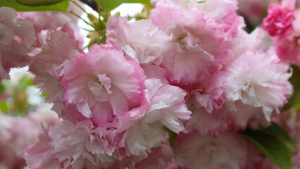 pink sakura flowers close-up on blurred natural background