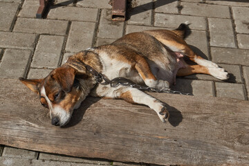 The dog lies in the yard of the house on an old board and basks in the rays of the spring sun. Spring.
