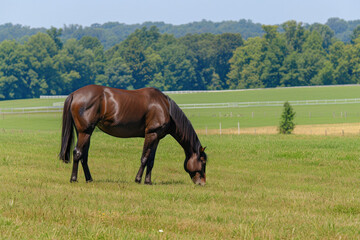 Brown Horse Grazing in Field - 793113810
