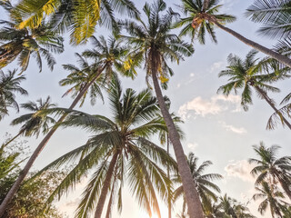 Fototapeta na wymiar Bright palm trees against the background of a clear morning sky and sun rays. Closeup, outdoor. View from bottom to top. Vacation and travel concept