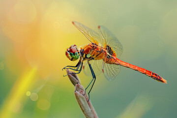 A macro shot of a dragonfly perched on a blade of grass - Powered by Adobe