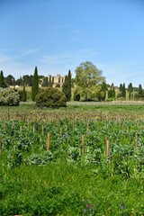 Vignoble de Chateauneuf-du-Pape (Vaucluse)