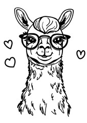 Fototapeta premium Cute lama with glasses, outline. Black vector illustration