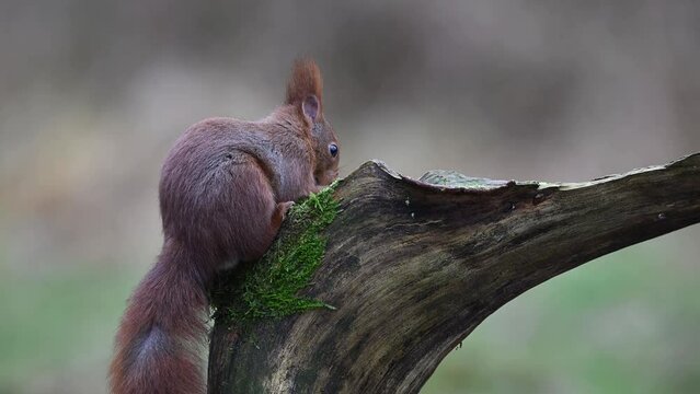 Red squirrel sitting on dead branch in the rain eating  hazelnuts, european red squirrel, february, north rhine westphalia, (sciurus vulgaris), germany