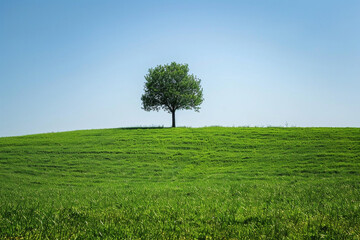 A lush green meadow under a clear blue sky, with a single tree in the distance.