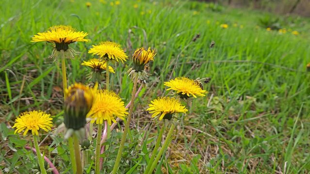 Dandelion in a field of grass, blooming, breeze (Taraxacum officinale) - (4K)