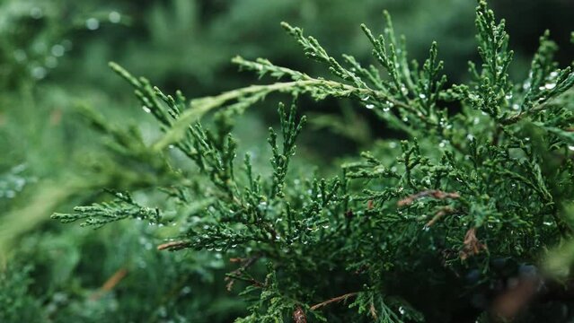 Green Cypress Branch Swinging In The Wind