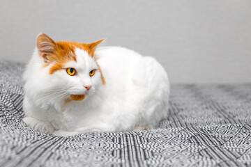 white cat with red spots lies on the sofa. - obrazy, fototapety, plakaty