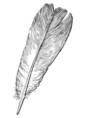 Feather;lightweight,fluffy;one,bird;pigeon,sketch; hand drawn; black and white, realistic vector,contour, isolated on white - 793119473