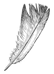 Feather;fluffy;lightweight,one,bird;pigeon,sketch; hand drawn; black and white, realistic vector,contour, isolated on white - 793119482
