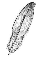 Feather;lightweight,fluffy;one,bird;pigeon,sketch; black and white,doodle,realistic vector,contour, isolated on white