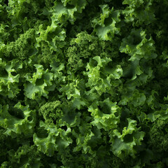 Sałata. Zdrowa, zr&oacute;wnoważona dieta. Zdrowie