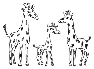Giraffes, cartoon characters, contour drawings, long nack,spotted, cute, baby animal, family,hand drawn,vector, illustration - 793119635
