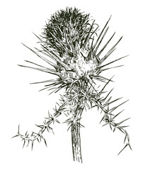 Thistle,wildflower,spiny;flower,prickly,sharp,petals,stem,dry,realistic,hardy,drawing,thorn,endurant,hand drawn,isolated on white, sketch,vector, illustration,outline