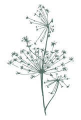 Umbrella flower silhouette stem wildflower botanical grass summer isolated on white outline vector illustration
