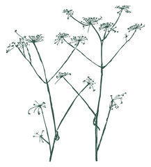 Umbrella flowers silhouette stem wildflower botanical grass summer isolated on white outline vector illustration - 793119855
