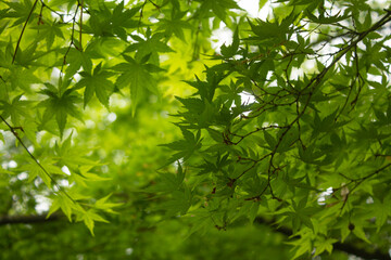 Frame of real branches green leaves textured background. Japanese tree acer (Acer palmatum) asian...
